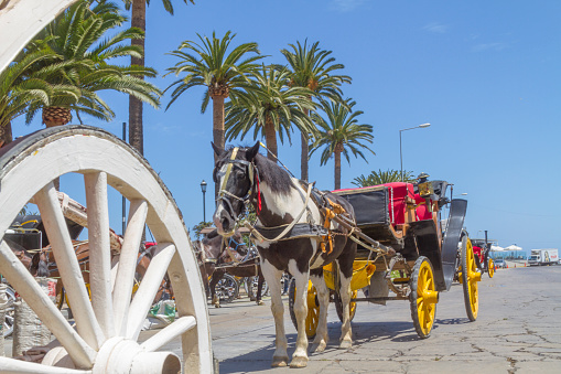 Horse carriage in Viña Vina del Mar, Valparaiso, Chile