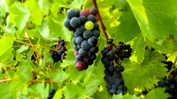 vine with bunch of grapes