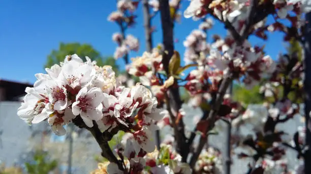 Plum tree flowering in early spring
