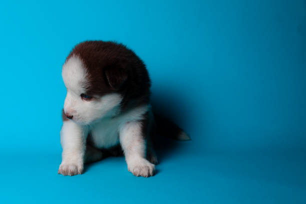 istock Siberian Husky Puppy 1257317868