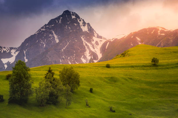 paysage alpin idyllique – prairie de fleurs sauvages à tarasp, engadine – suisse - oberengadin photos et images de collection