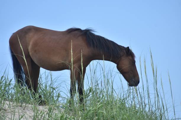 istock Wild horse grazing on a sand dune 1257321710