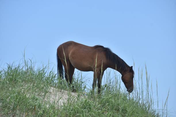 istock Wild horse on grassy dune 1257322235