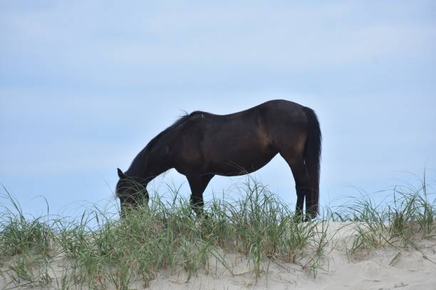 istock Wild horse grazing on a sandy dune 1257322259