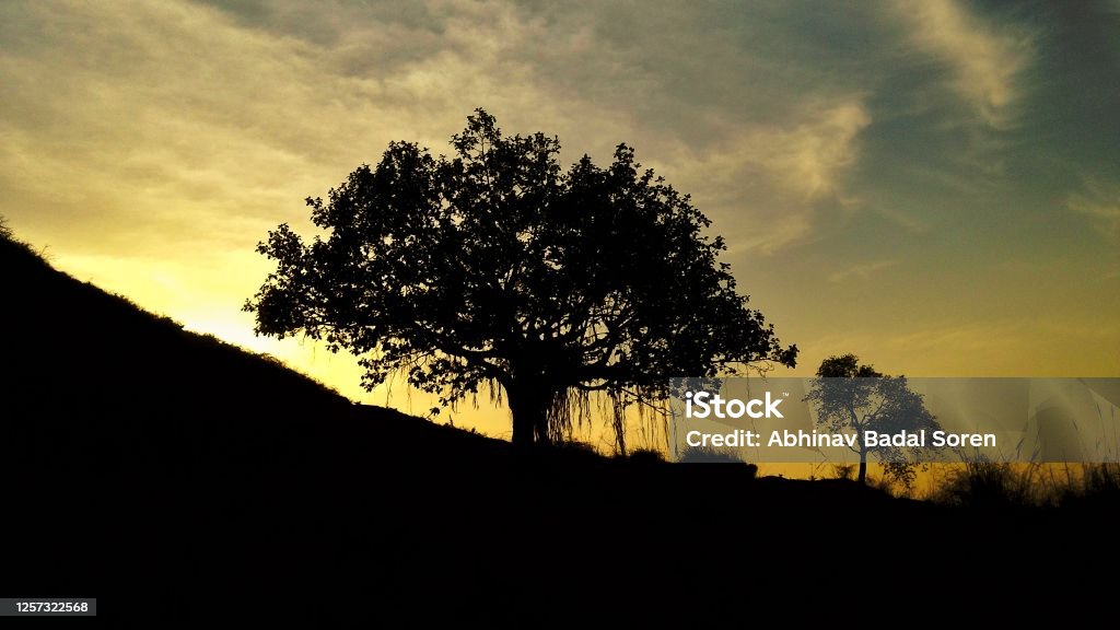 Banyan tree during sunset Banyan tree silhouette during sunset. Picture taken somewhere in sasaram, bihar, India Backgrounds Stock Photo