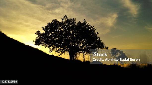 Banyan Tree During Sunset Stock Photo - Download Image Now - Backgrounds, Banyan Tree, Beauty In Nature