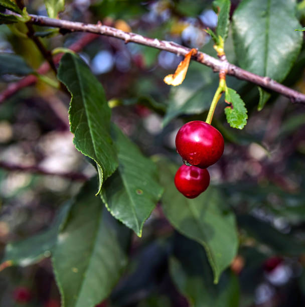 istock ripe cherry on a branch with drops after rain, macro 1257322588