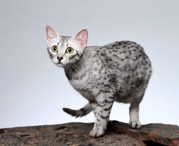 istock Curious Egyptian Mau Cat 1257322762