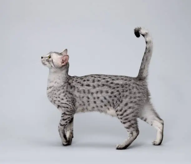 Gray Egyptian Mau cat