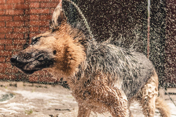 washing a german shepherd.