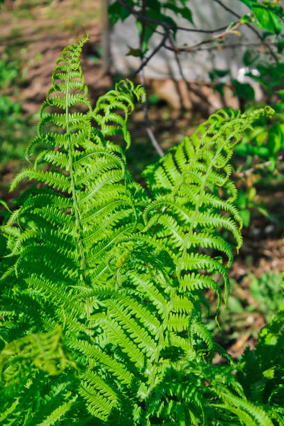 istock Fern, close-up, summer in the forest 1257327844