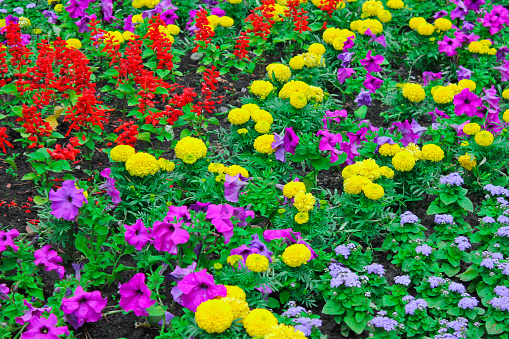 Glade with colorful flowers, summer garden