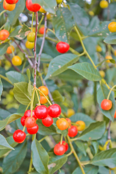 istock ripe cherry on the tree, summer garden 1257329271