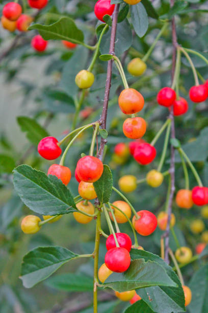 istock ripe cherry on the tree, summer garden 1257329274