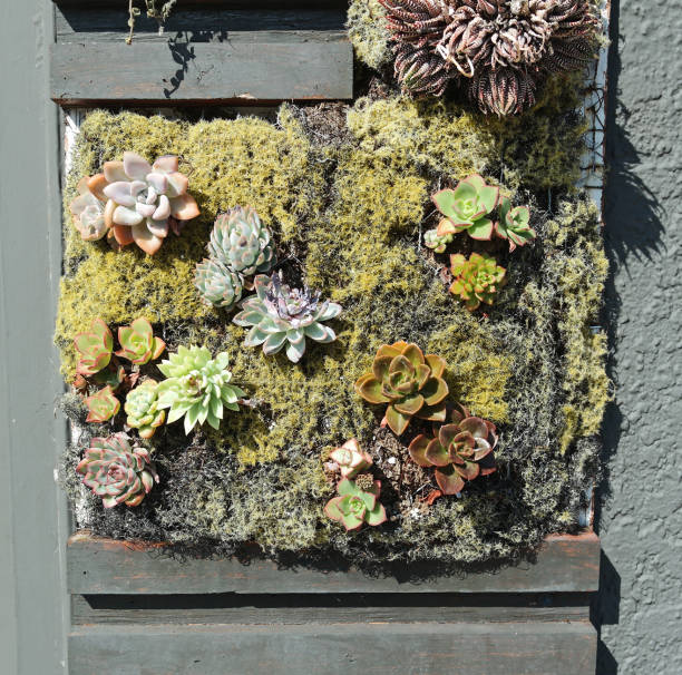 istock Wall Garden with Succulents 1257329330