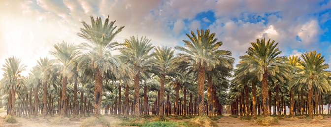 Plantation of date palms for healthy food production is rapidly developing agriculture desert industry of the Middle East