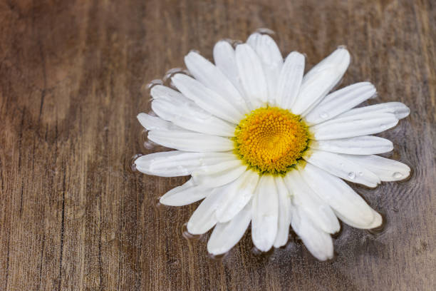 istock Beautiful white chamomile flower in water on a won wooden surface 1257330858