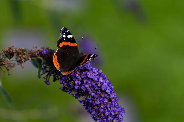 istock Butterflies on butterfly bush 1257331848