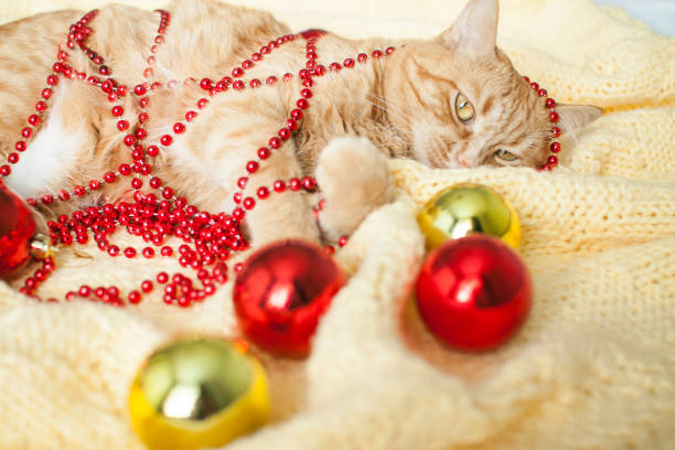 um gato ruivo preguiçoso gordo está em um cobertor amarelo de malha com brinquedos de ano novo: bolas de ouro e vermelhas. - white domestic cat ginger kitten - fotografias e filmes do acervo