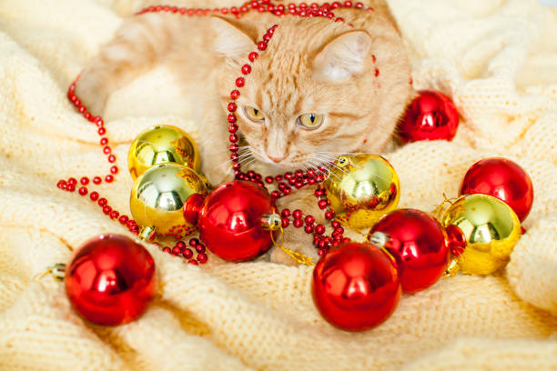 um gato ruivo preguiçoso gordo está em um cobertor amarelo de malha com brinquedos de ano novo: bolas de ouro e vermelhas. - white domestic cat ginger kitten - fotografias e filmes do acervo