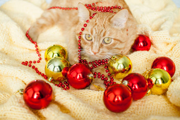 um gato ruivo preguiçoso gordo está em um cobertor amarelo de malha com brinquedos de ano novo: bolas de ouro e vermelhas. - white domestic cat ginger kitten - fotografias e filmes do acervo