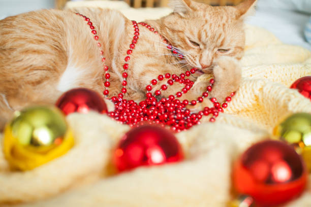 um gato ruivo preguiçoso gordo está em um cobertor amarelo de malha com brinquedos de ano novo: bolas de ouro e vermelhas. - white domestic cat ginger kitten - fotografias e filmes do acervo