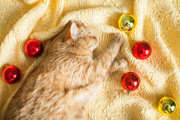 um gato ruivo preguiçoso gordo está em um cobertor amarelo de malha com brinquedos de ano novo: bolas de ouro e vermelhas. - white domestic cat ginger kitten - fotografias e filmes do acervo