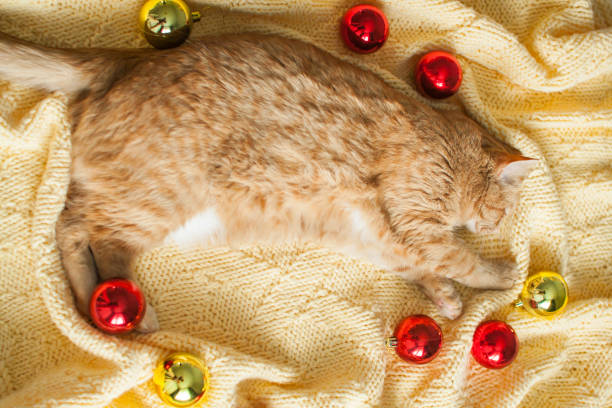 um gato ruivo preguiçoso gordo está em um cobertor amarelo de malha com brinquedos de ano novo: bolas de ouro e vermelhas. - white domestic cat ginger kitten - fotografias e filmes do acervo