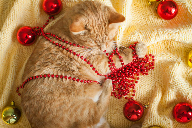 um gato ruivo preguiçoso gordo está em um cobertor amarelo de malha com brinquedos de ano novo: bolas de ouro e vermelhas. - white domestic cat ginger kitten - fotografias e filmes do acervo