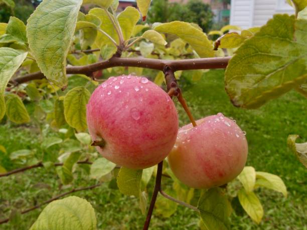 istock Apples on a branch covered with raindrops 1257332636