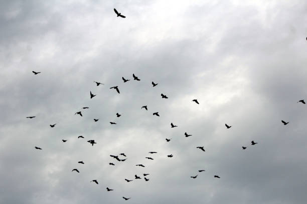 istock birds flying in the sky 1257333485