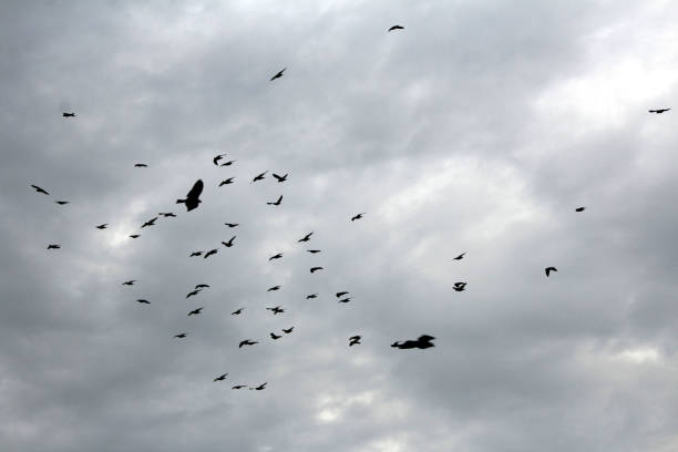 istock birds flying in the sky 1257333486
