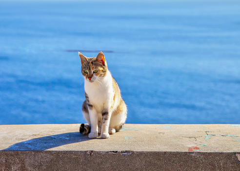 Orange striped cat sitting on wall with Mediterranean in the background. Stock Image