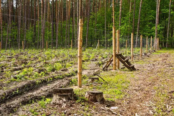 Photo of Field of young forest seedlings fenced grid