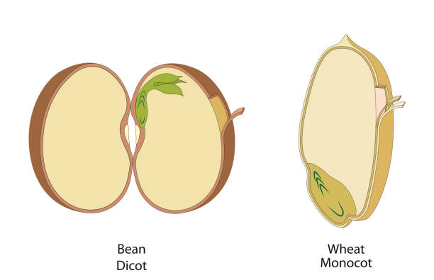 Structure of a Bean Seed The structure of the bean seed in dicots and monocots magnoliopsida stock illustrations