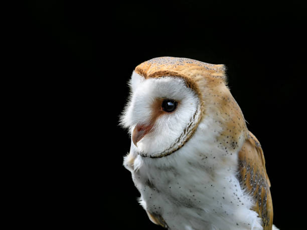istock barnowl, European Eagle owl, desert buzzard flying and portrait 1257336154