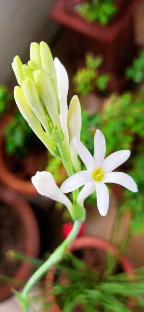istock Polianthes Tuberosa 1257336161