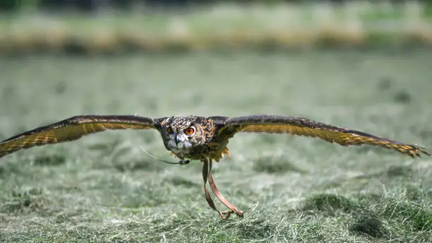 Beautiful birds flying and diving in tje sky