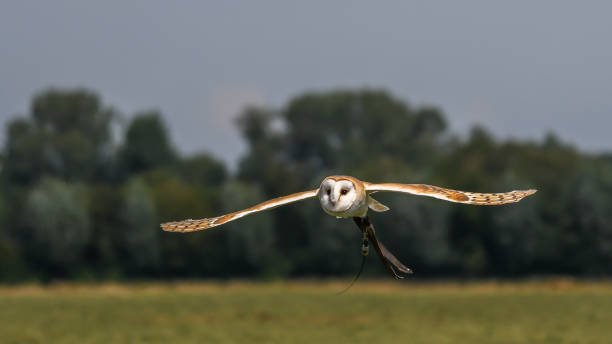 istock barnowl, European Eagle owl, desert buzzard flying and portrait 1257336200
