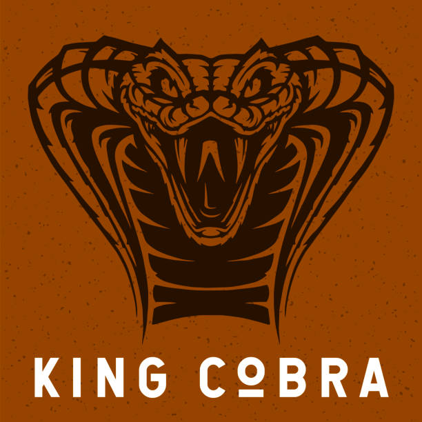 King Cobra vector illustration King Cobra vector illustration. Evil snake face graphic design. ophiophagus hannah stock illustrations