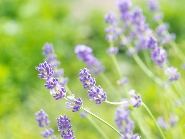 istock Beautiful violet Lavender blooming in green meadow 1257340856