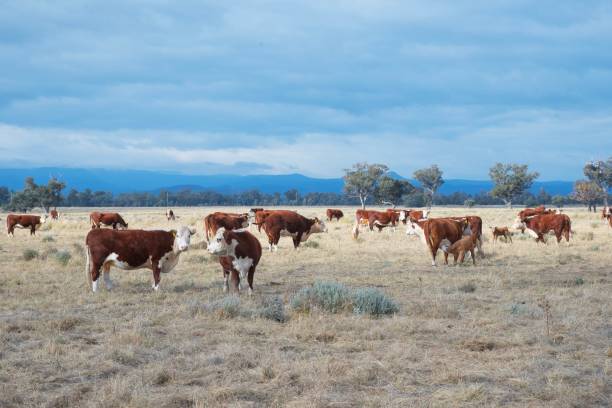 istock Herd of beef cattle grazing with calves 1257341490