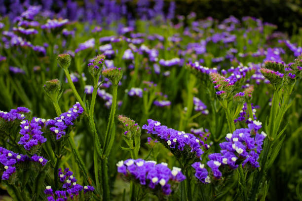 limonium sinuatum, comumente conhecido como lavanda do mar ondulado, estatímente, lavanda marinha - limonium - fotografias e filmes do acervo