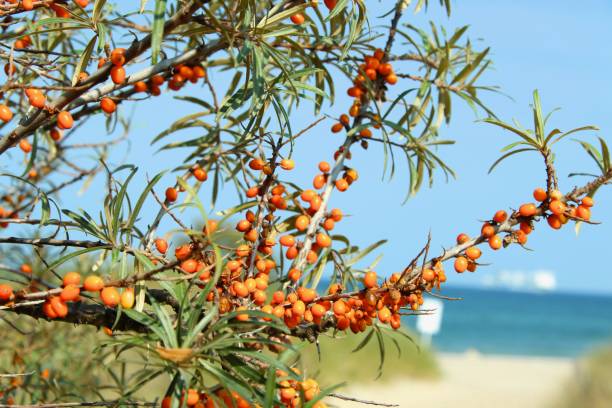 Tree with Orange Fruits