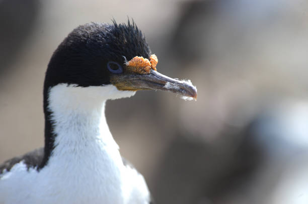 istock Imperial Shag - Blue Eyed 1257341959