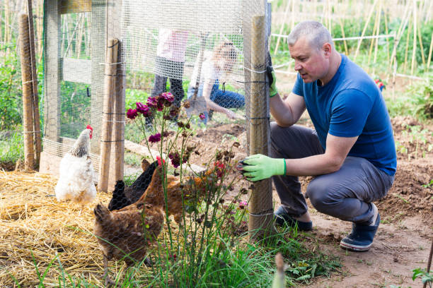 Farmer builds chicken coop fence on farm