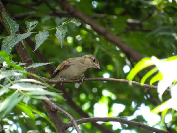 istock THE FEMALE SPARROW ON THE TREE 1257343087