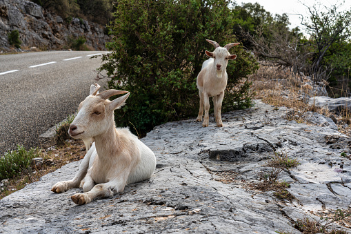 Goat in the Canyon of Ardeche in Southern France