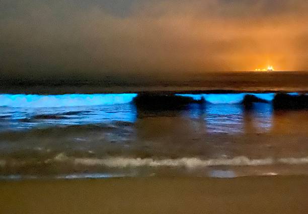 Bioluminescence Manhattan Beach had a 3 week magical transformation of the sea and I was lucky to capture it. bioluminescence water stock pictures, royalty-free photos & images