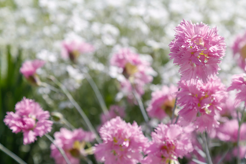 Pink lash carnation flowers in the garden, gentle beautiful flowers, strong bokeh background